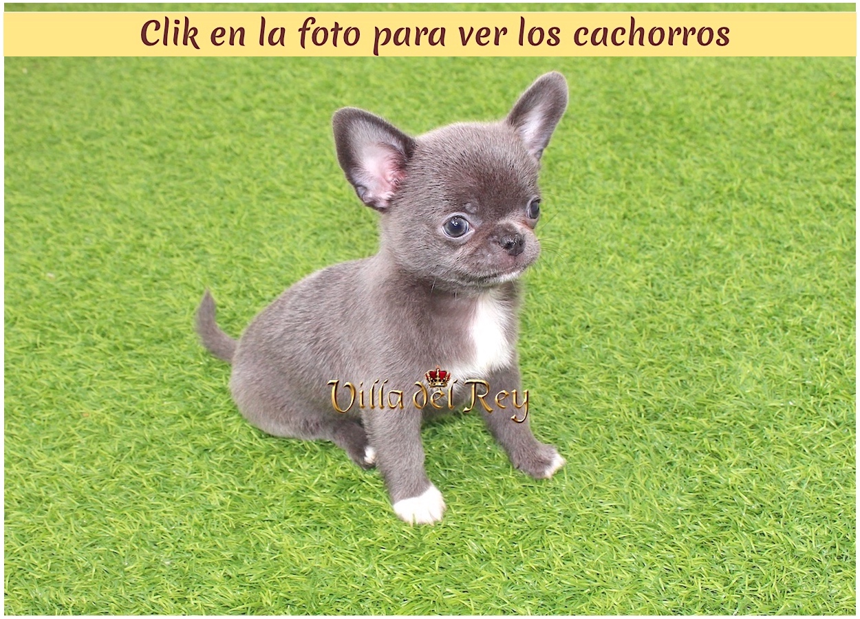 chihuahua toy, mini, enano, bolsillo, criadero